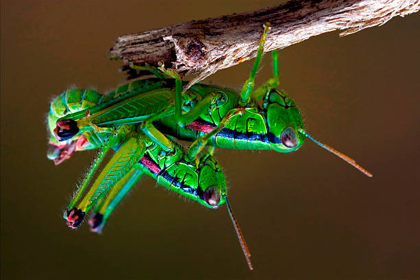 istock grasshopper   having sex 180727226