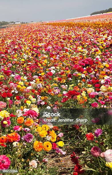 Campo De Flores De Ranúnculo Foto de stock y más banco de imágenes de Ranúnculo - Ranúnculo, Belleza de la naturaleza, Botánica