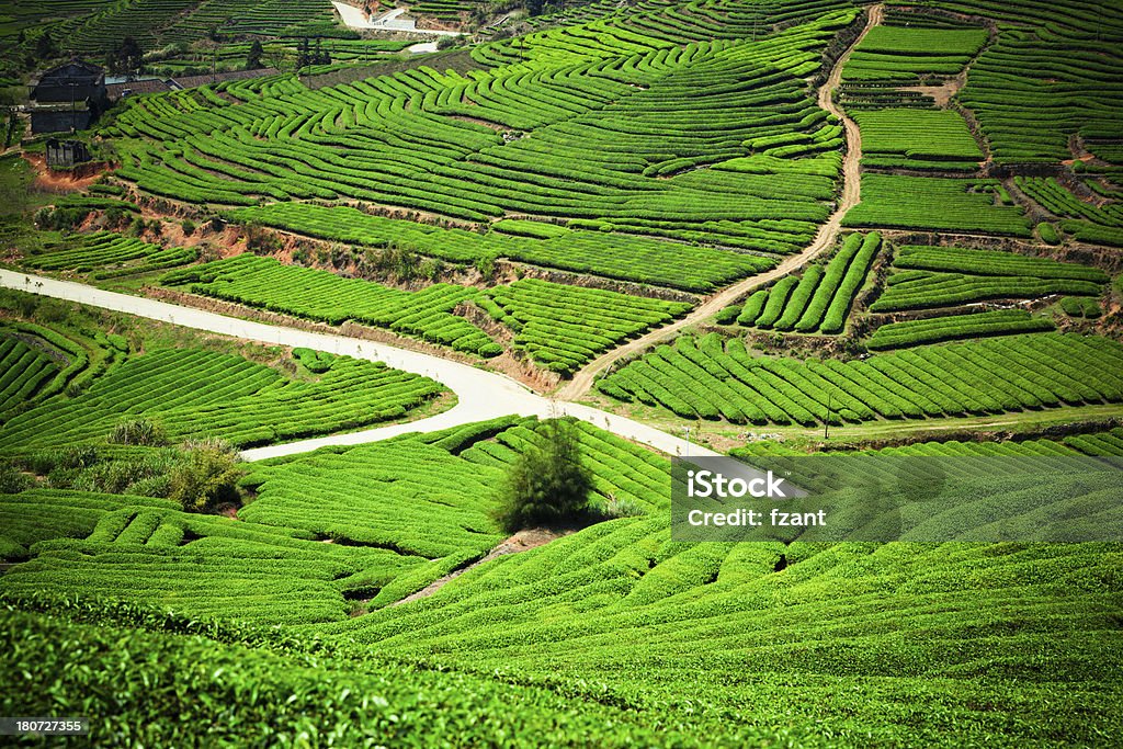 Plantación de té - Foto de stock de Agricultura libre de derechos