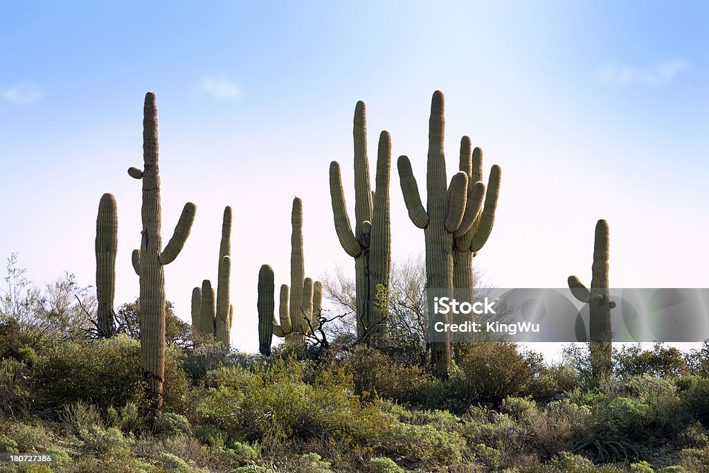 Paesaggio del deserto - Foto stock royalty-free di Ambientazione esterna