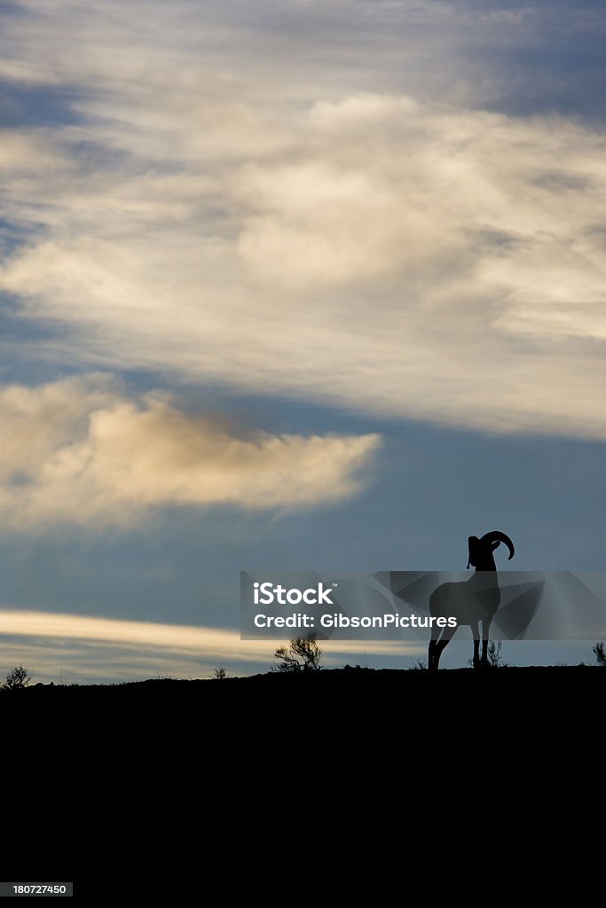 Carnero de las rocosas después del atardecer - Foto de stock de Aire libre libre de derechos