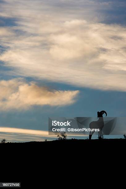 Carnero De Las Rocosas Después Del Atardecer Foto de stock y más banco de imágenes de Aire libre - Aire libre, Animal, Animales salvajes