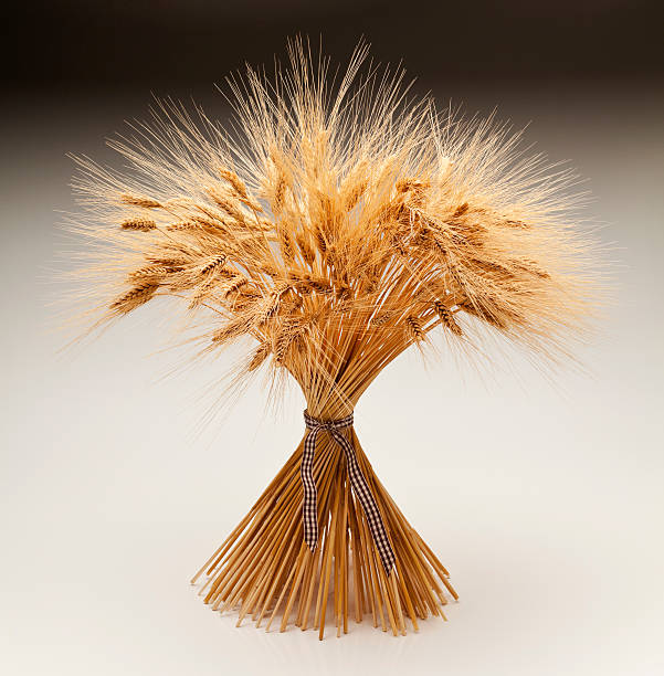Sheaf of Dried Wheat, Great for Autumn or Thanksgiving, as well as Bread. Isolated on White.