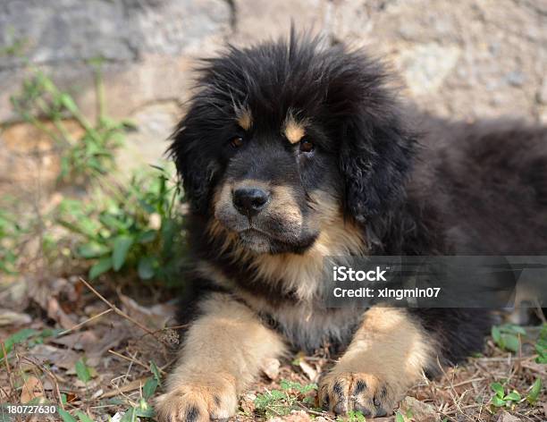 Cão Preto Jovem - Fotografias de stock e mais imagens de Mastim tibetano - Mastim tibetano, Cachorrinho, Amarelo