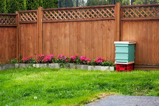 "A Langstroth beehive in a suburban backyard.  Shot in the Snoqualmie Valley (Duvall) of Washington, USA.All images in this series..."