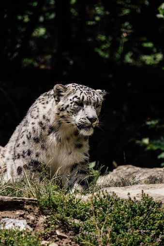 A snow leopard in its natural habitat, perched atop a rocky outcrop in a sunny landscape