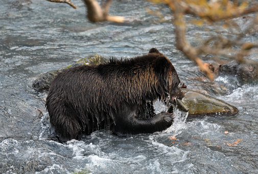 Brown bear hunting salmon in a river on the Shiretoko Peninsula, Hokkaido.