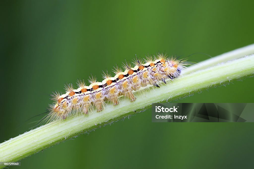 caterpillar auf der Pflanze einzudämmen - Lizenzfrei Aktivität Stock-Foto