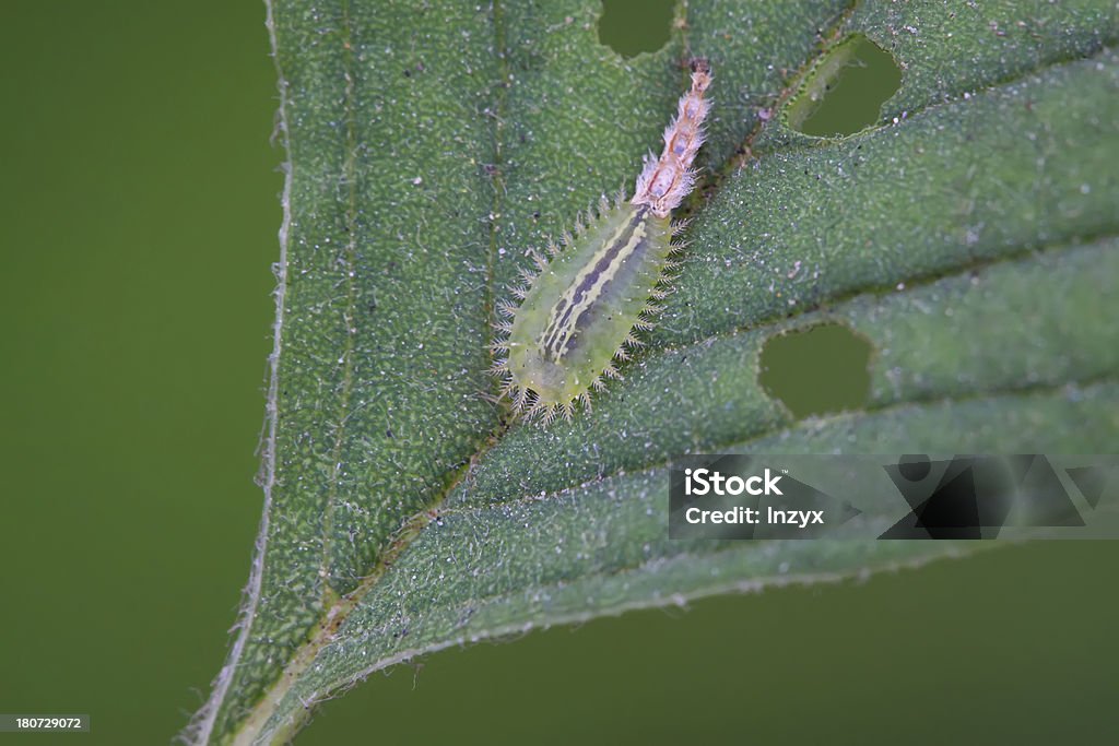 coleoptera насекомых - Стоковые фото Безпозвоночное роялти-фри