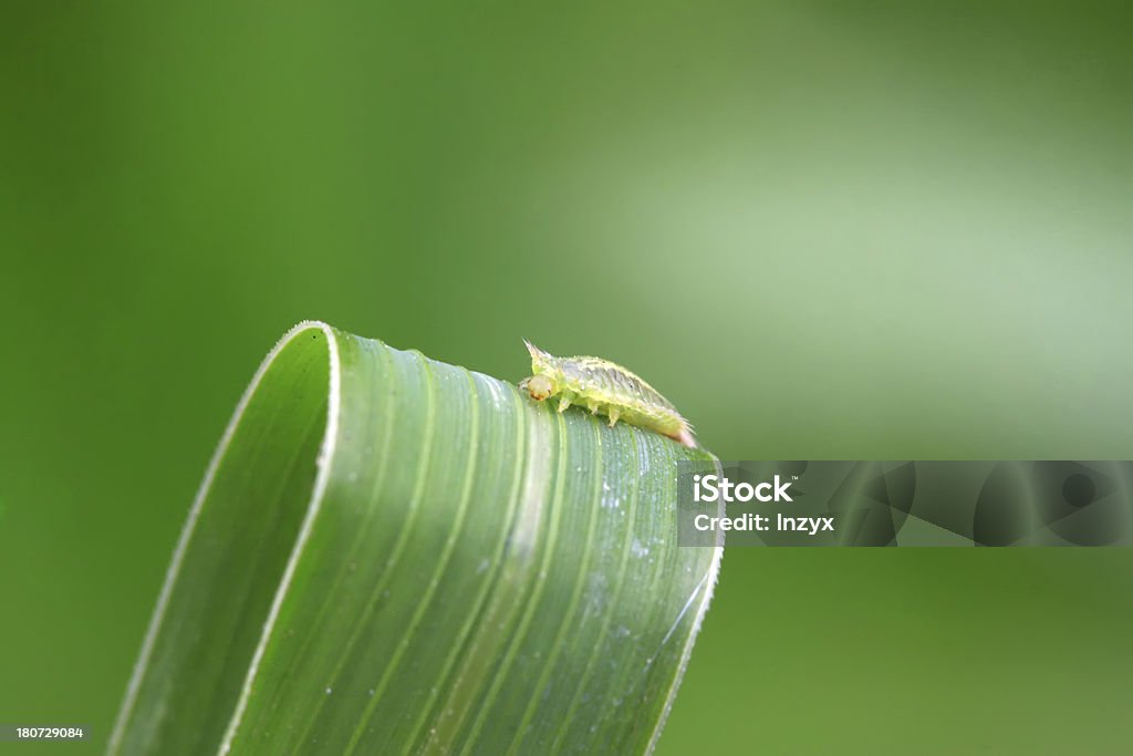 coleoptera 곤충 - 로열티 프리 곤충 스톡 사진