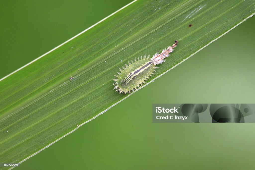 coleoptera Insekten - Lizenzfrei Bildung Stock-Foto