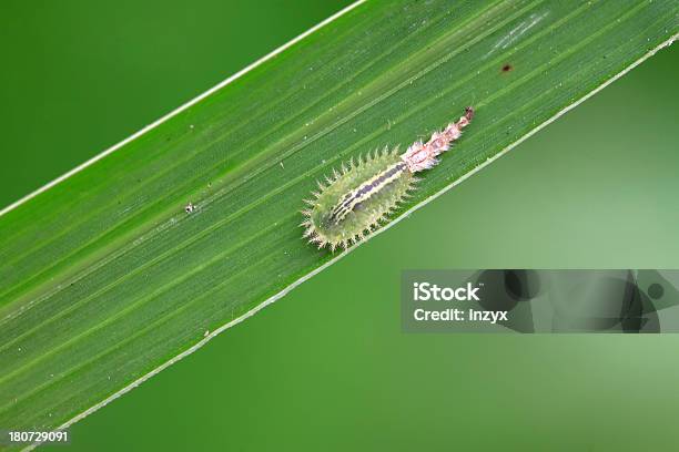 Coleoptera Insetos - Fotografias de stock e mais imagens de Agricultura - Agricultura, Animal, Animal selvagem