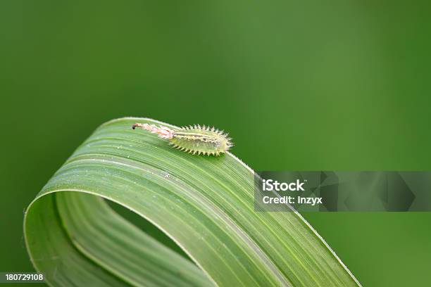 Coleoptera Insetti - Fotografie stock e altre immagini di Agricoltura - Agricoltura, Ambientazione esterna, Ambiente