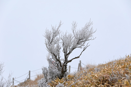 Winter morning, landscape with oak.