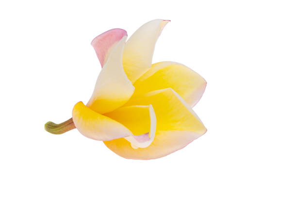 beautiful plumeria flower isolated on white background