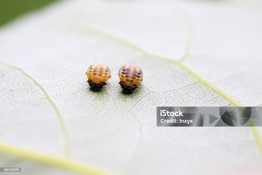 ladybug larvae a kind of insects - ladybug larvae on the leaf. Agriculture Stock Photo
