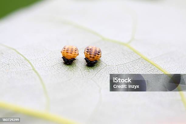 Ladybug Larvae Stock Photo - Download Image Now - Agriculture, Animal, Animal Body