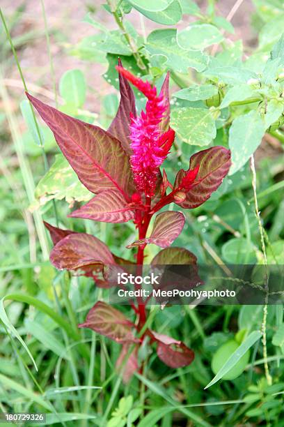 Hahnenkamm Blumen Im Garten Stockfoto und mehr Bilder von Agrarbetrieb - Agrarbetrieb, Bett, Blatt - Pflanzenbestandteile