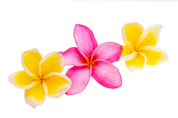 istock beautiful plumeria flower isolated 1807293267