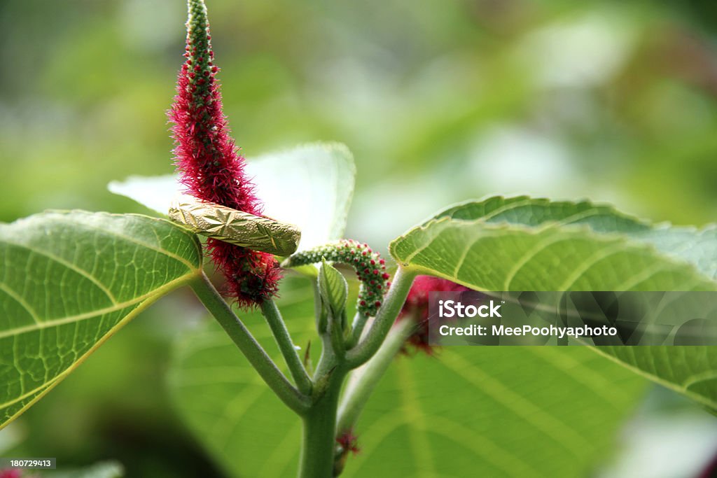 Amarante crête de coq fleurs dans le jardin et anneau d'or. - Photo de Agriculture libre de droits