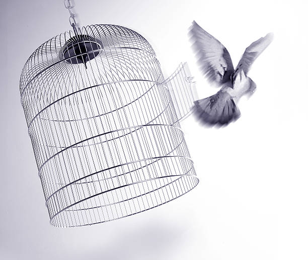 Escape Bird escaping from its cage birdcage stock pictures, royalty-free photos & images