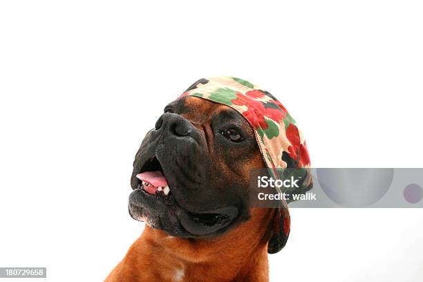 Hund Mit Militarymütze Stockfoto und mehr Bilder von Begehren - Begehren, Boxer - Hund, Charakterkopf