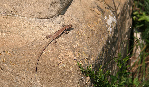 Lizard A small lizard enjoying the sun. accustom stock pictures, royalty-free photos & images
