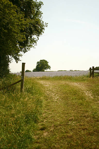 Field und nach der Kreuzfahrt – Foto