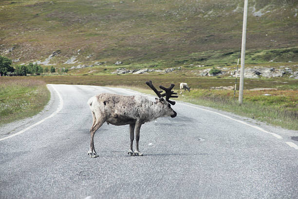 istock Male Elk crossing road 180730080