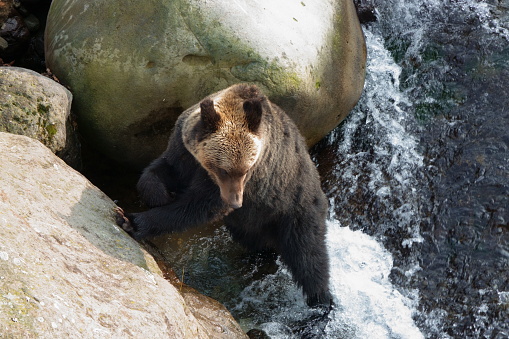 A brown bear searches for salmon in the river of the Shiretoko Peninsula, Hokkaido.