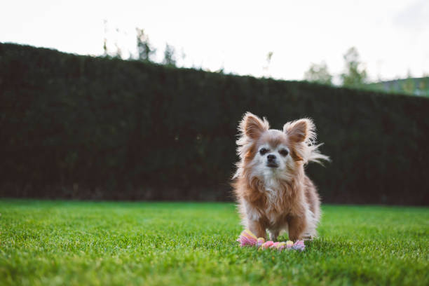 istock Chihuahua dog 1807302831