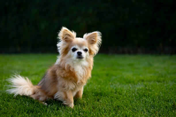 Chihuahua dog