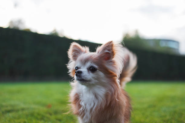 istock Chihuahua dog 1807305493