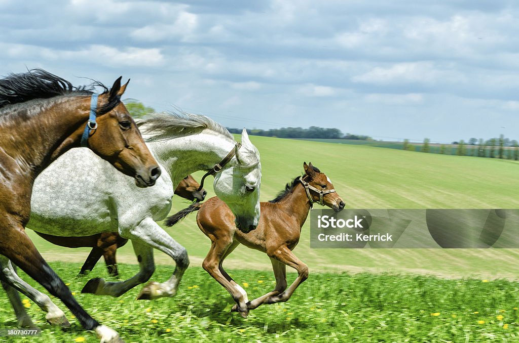 warmblood 말 가축떼-mares 및 foals-Entertainment Group (갤럽 - 로열티 프리 가축떼 스톡 사진