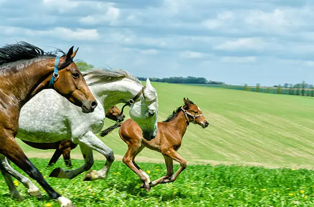 galloping herd of  warmblood horses. Mare and foal. The foal is about 6 weeks old. Little bit motion blur. Focus on foal