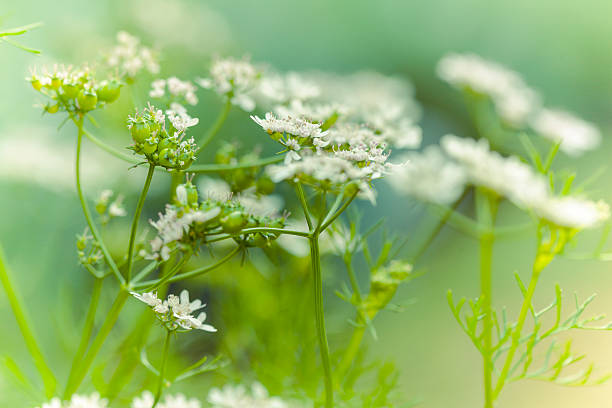 зрелых кориандра травяной blossom и семена в кухне сад - herb garden coriander seed cilantro seed стоковые фото и изображения