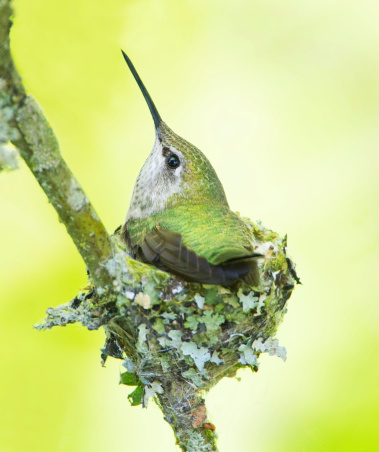 Annas Hummingbird sitting in her nest.