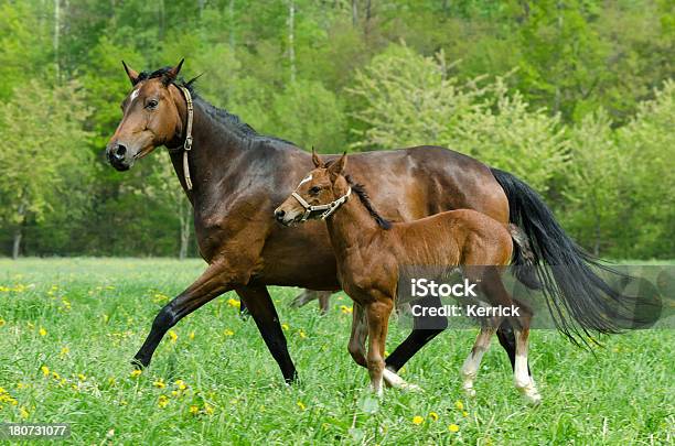 Warmblood Stute Und Fohlen Im Galopp Stockfoto und mehr Bilder von Agrarbetrieb - Agrarbetrieb, Aktivitäten und Sport, Bewegung