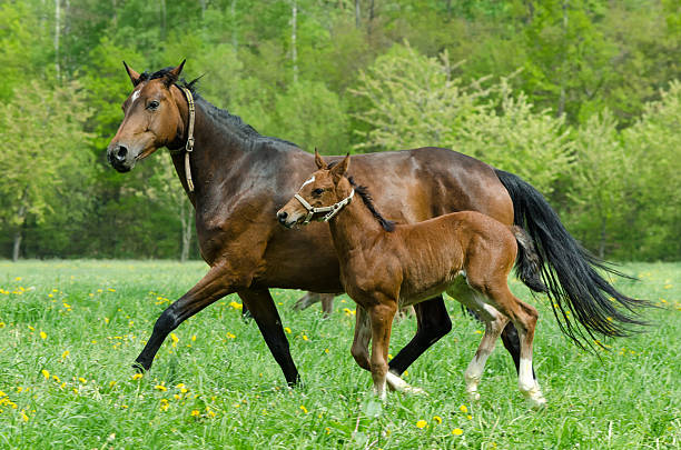 Small bay foal and mare on spring pasture. Foal is reaching for its mother. Blurred city landscape