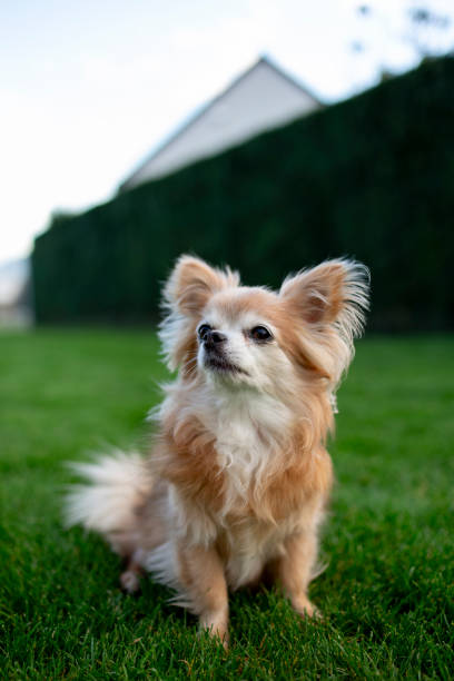 istock Chihuahua dog 1807311390