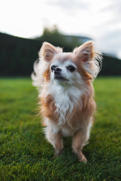 istock Chihuahua dog 1807312470