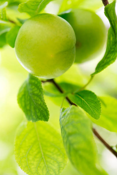 istock Green plums on the branch 180731305