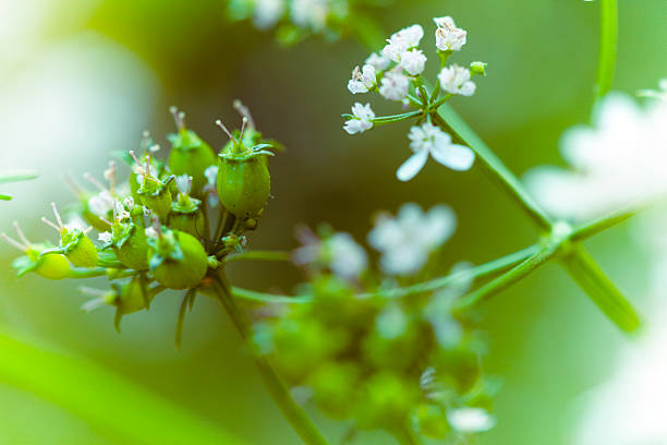 зрелых кориандра травяной blossom и семена в кухне сад - herb garden coriander seed cilantro seed стоковые фото и изображения