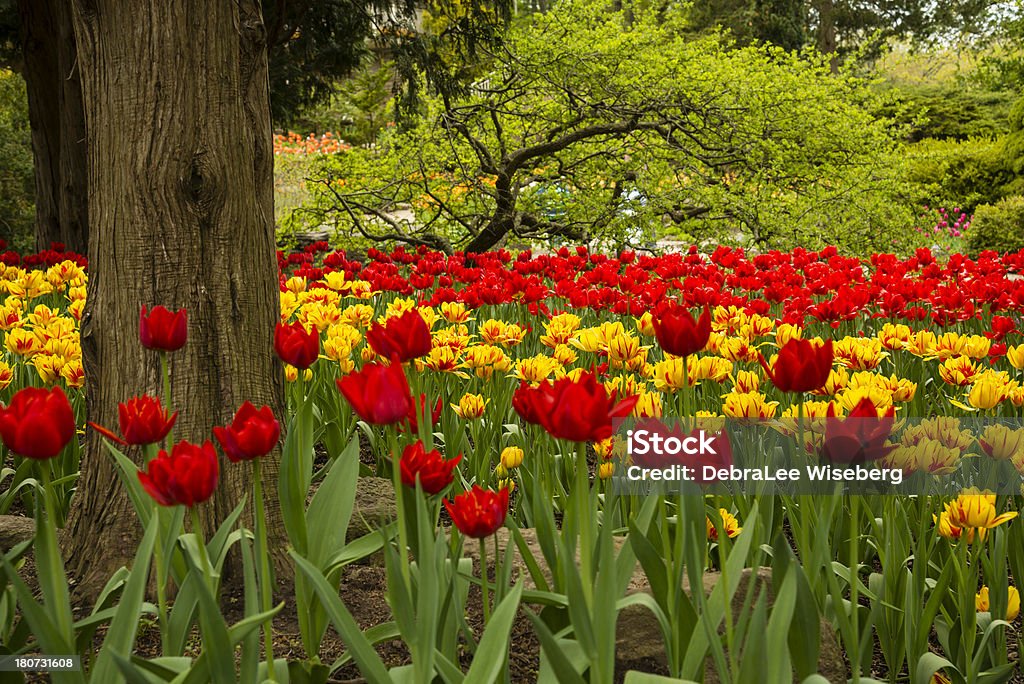 Tulpen im Garten - Lizenzfrei Blume Stock-Foto