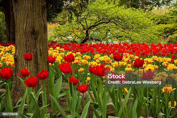 Tulpen Im Garten Stockfoto und mehr Bilder von Blume - Blume, Blumenzwiebel, Bunt - Farbton