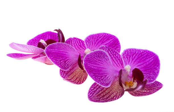 istock beautiful orchid flower isolated 1807316351