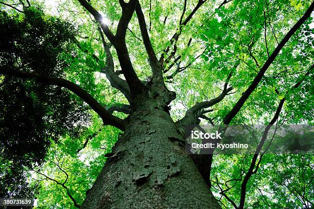 の見上げるツリー - 大きいのストックフォトや画像を多数ご用意 - 大きい, 樹木, 見上げる