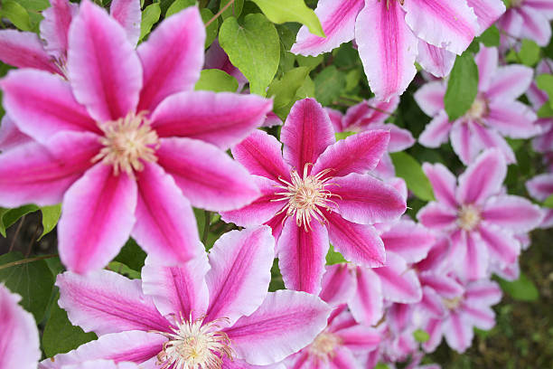 pink clematis Nelly Moser stock photo