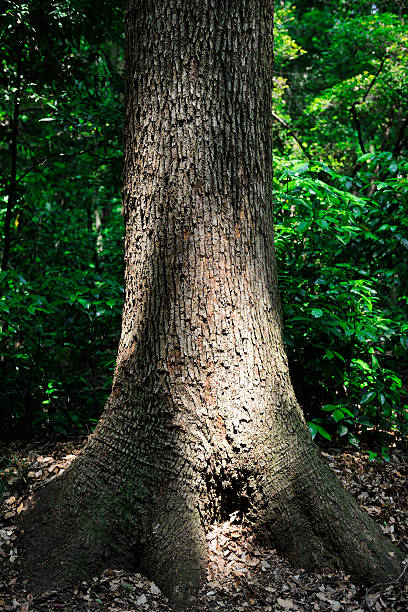 Tropical tree in Brazil