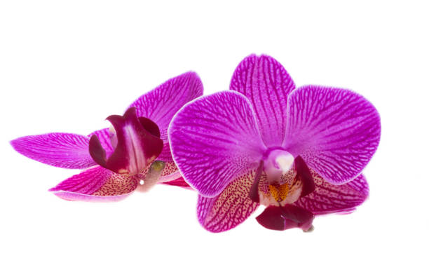 istock beautiful orchid flower isolated 1807317621